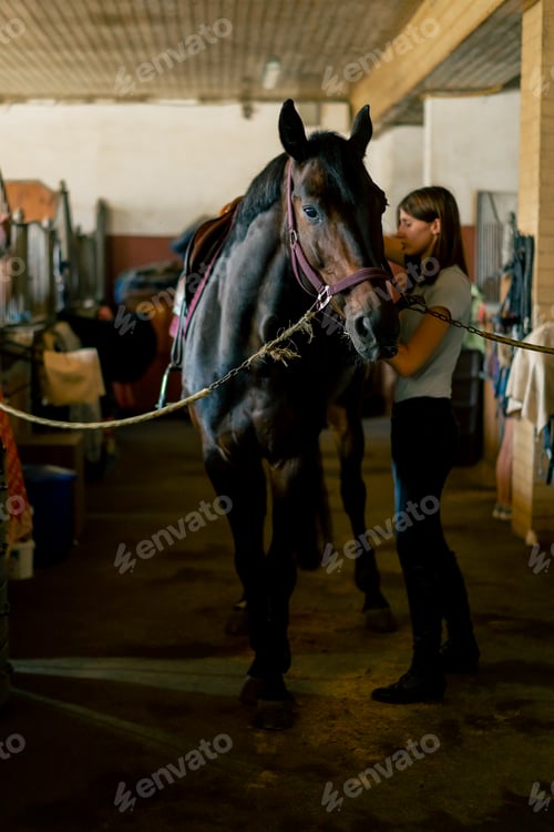 Preview: A rider puts saddle on her black horse in the stables in preparation for the race equestrian concept