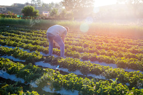 Preview: Indian farmer working at strawberry farm.