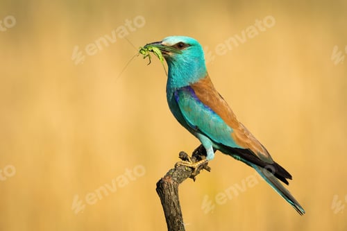 Preview: European roller looking into camera and holding green grasshopper in beak