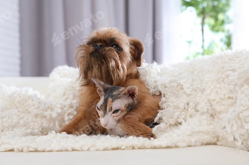 Preview: Adorable dog and cat under blanket together on sofa at home. Friends forever