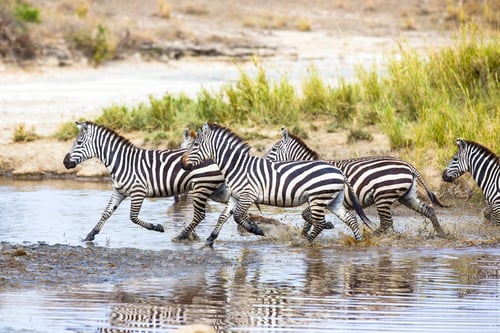 Preview: Zebras runs in the water
