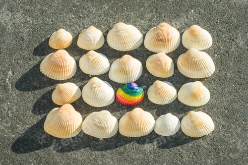 Preview: Rainbow shell, on the background of white shells
