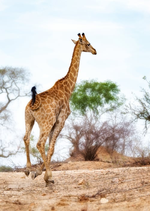 Preview: Giraffe Running in South Africa
