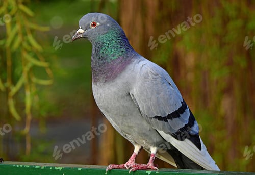 Preview: Hill pigeon perched atop a metal fence, gazing intently