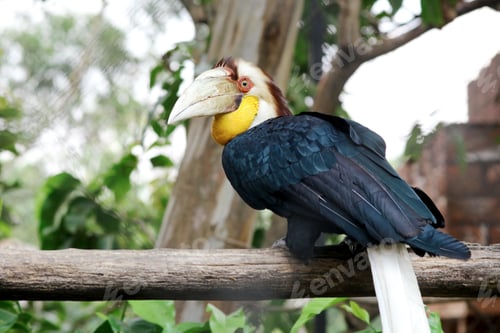 Preview: Black Hornbill With Colorful Head Stand on Branch