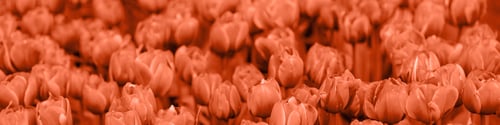Preview: Banner 4x1 for website, social networks. Red tulip buds fill the frame completely. Monochrome