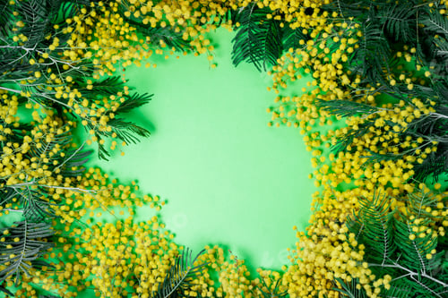 Preview: Bouquet of mimosa flowers on green background. International Women Day. Top view, flat lay