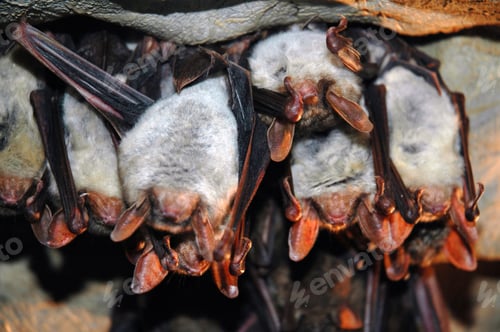 Preview: Colony of Hanging Bats in a cave. These Flying Mammals are using Echolocation to Navigate