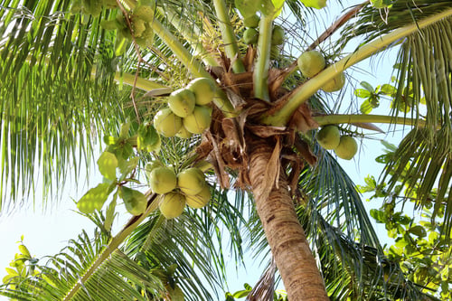 Preview: Palm tree