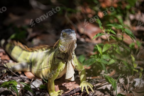 Preview: a lizard is sitting in the leaves by himself in the jungle