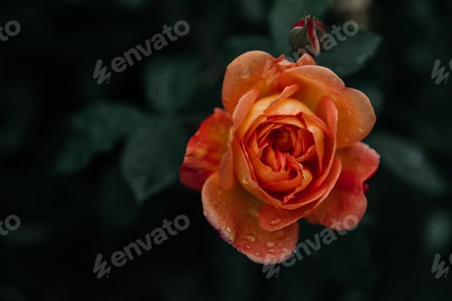 Preview: orange rose