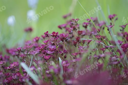 Preview: Pink flower