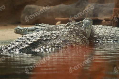 Preview: crocodiles swim in the water in their enclosure at the zoo