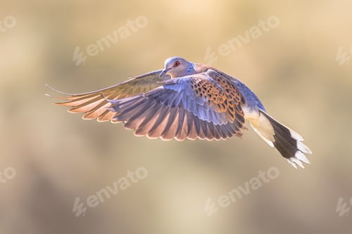 Preview: Turltle dove flying on bright background