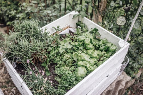 Preview: Assortment of herbs in a box in garden