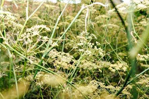 Preview: Bronze Fennel