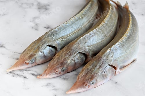 Preview: Raw sterlet fish on a light background before cooking