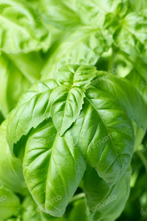 Preview: basil