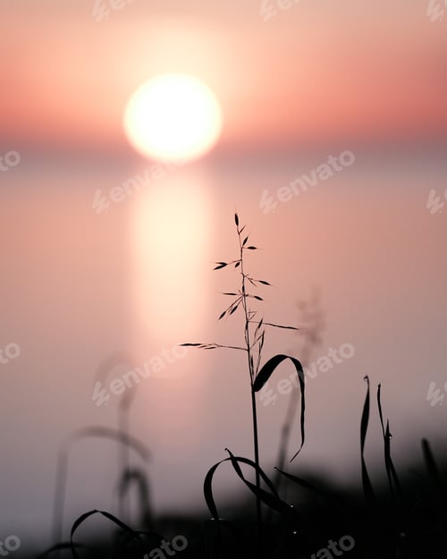 Preview: Grass silhouette during sunrise