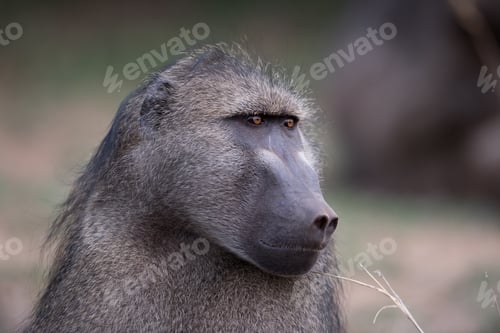 Preview: Closeup shot of a baboon monkey with a blurred background