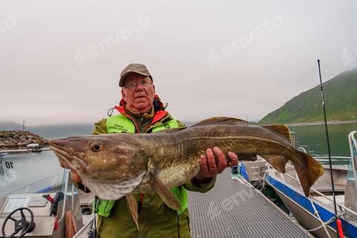 Preview: Fisherman holding a huge fish Cod. Norway Fishing tourism. Senior fisherman in ocean, fjord fishing.