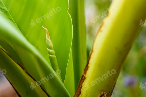 Preview: Bud of a new banana leaf, rolled up on itself.