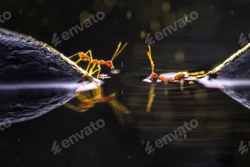 Preview: red ant