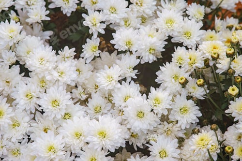 Preview: Fresh Bright White Chrysanthemums Bushes In Autumn Garden