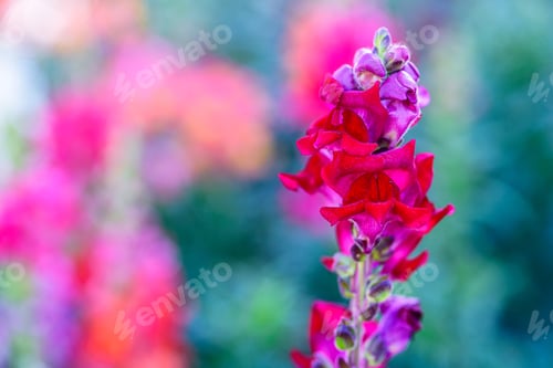 Preview: Beautiful Antirrhinum majus dragon flower is blooming in the garden.
