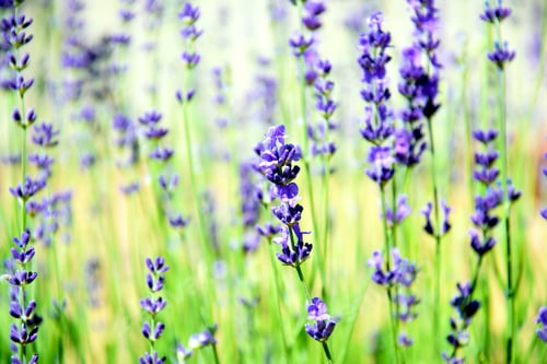Preview: Field of Lavender in Spring time