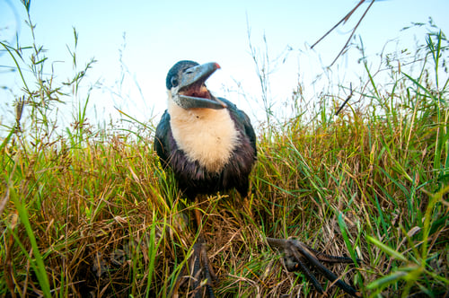 Preview: Woolly-necked stork or white necked stork, in the nature habitat, India.