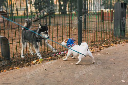 Preview: Dog jack russell terrier and husky funny playing together outdoors in dogs playground at sunny