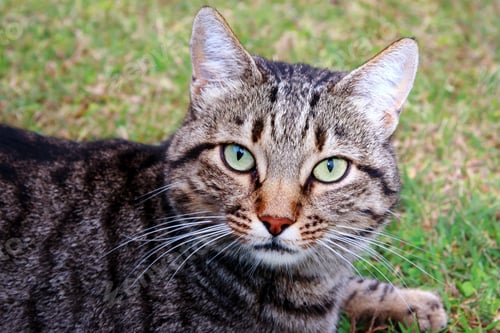Common cat short-haired patches