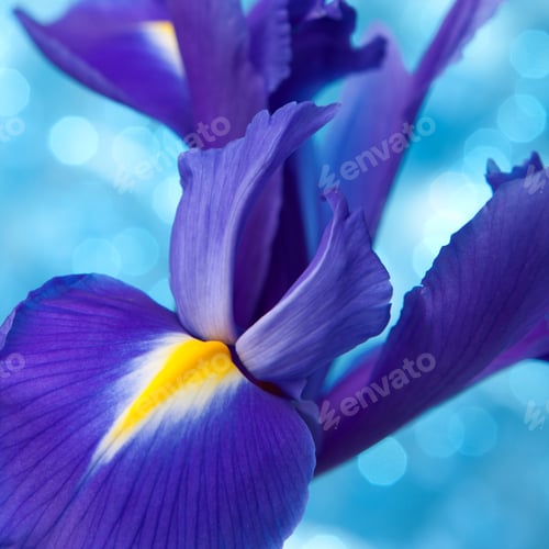 Preview: Beautiful blue iris flowers background