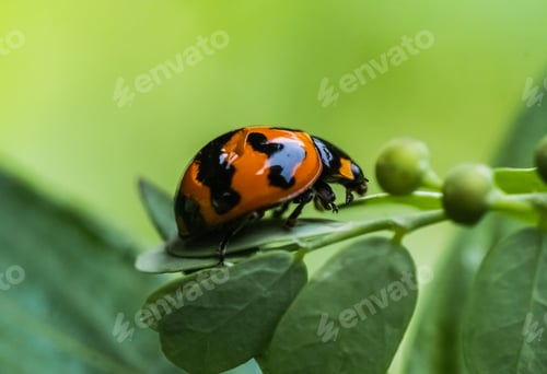 Preview: Lady bug