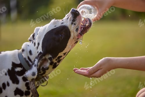 Preview: The dog drinks water from a plastic bottle. animal care concept