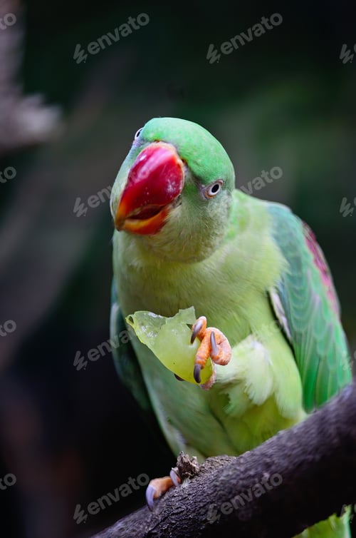 Preview: female Alexandrine Parakeet