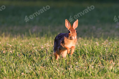 Preview: Cute rabbit hopping in a grassy field at sunset with a blurred background