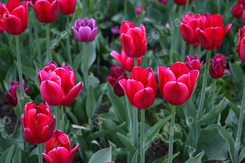 Preview: beautiful tulips