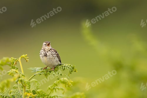 Preview: Bird singing on green foliage