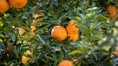Preview: Ripe and fresh oranges hanging on branch,