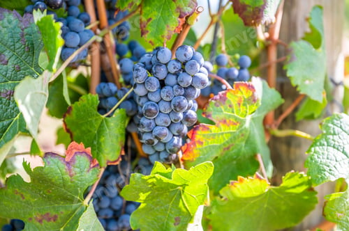 Preview: Selective focus shot of ripe grapes hanging from the vine