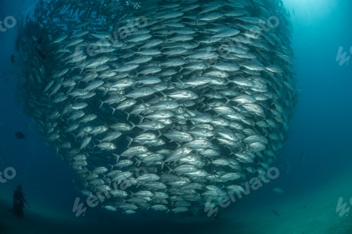 Preview: Diver swimming with school of jack fish, underwater view, Cabo San Lucas, Baja California Sur,