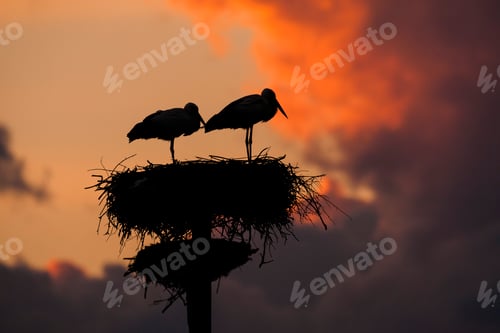 Preview: Pair of white stork (Ciconia ciconia) on artificial nesting pole at sunset
