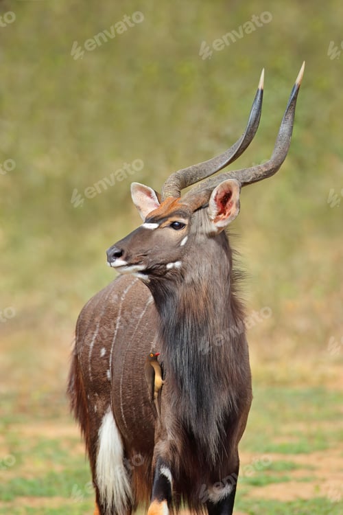 Preview: Nyala antelope portrait - South Africa