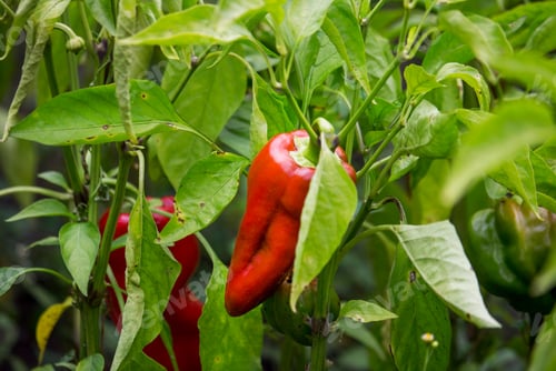 Preview: Red peppers in the garden, ripening process