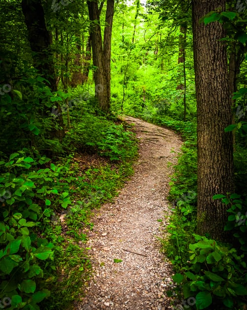 Preview: Trail Through Lush Green Forest In Codorus State Park, Pennsylvania.
