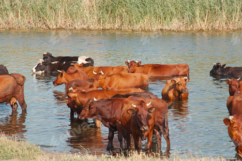 Preview: Cows in the river