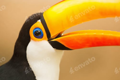 Preview: toucan, bird, colours, tropics