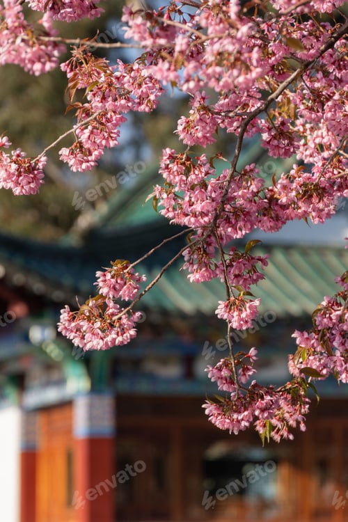 Preview: Beautiful pink cherry blossom tree with a lush canopy of delicate flowers hanging from its branches